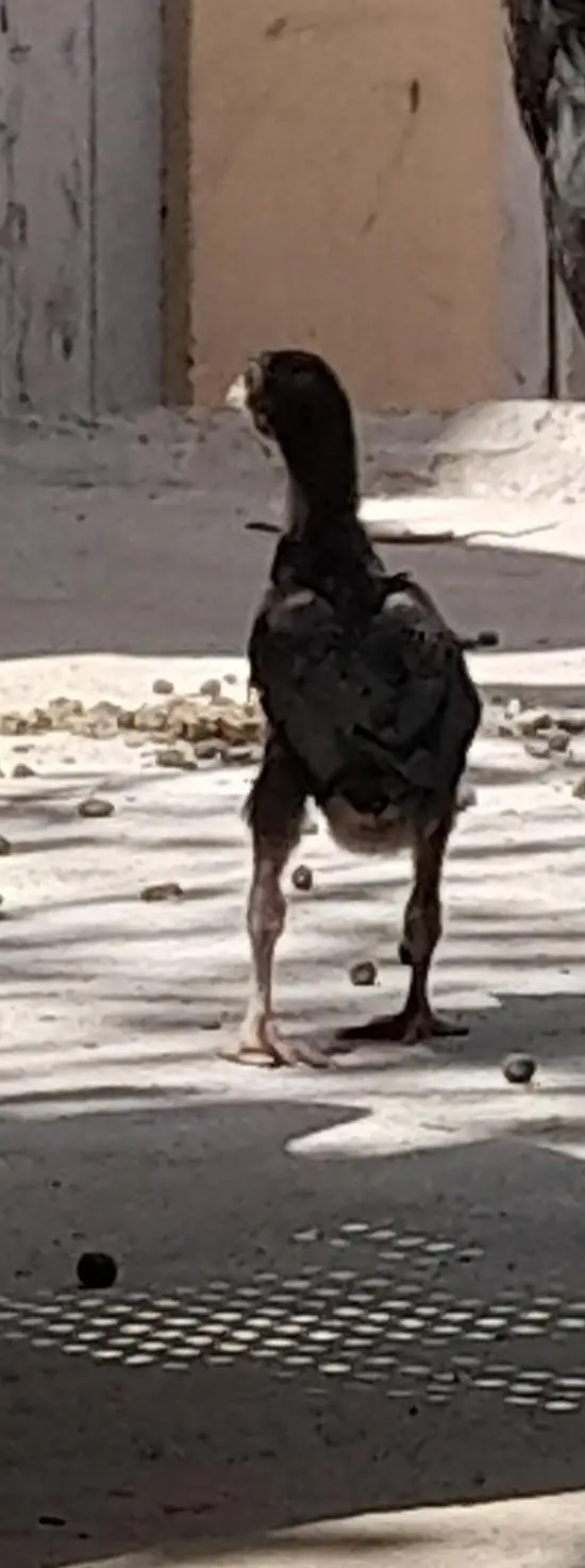 mushki madi with strong active male kid — photo 9