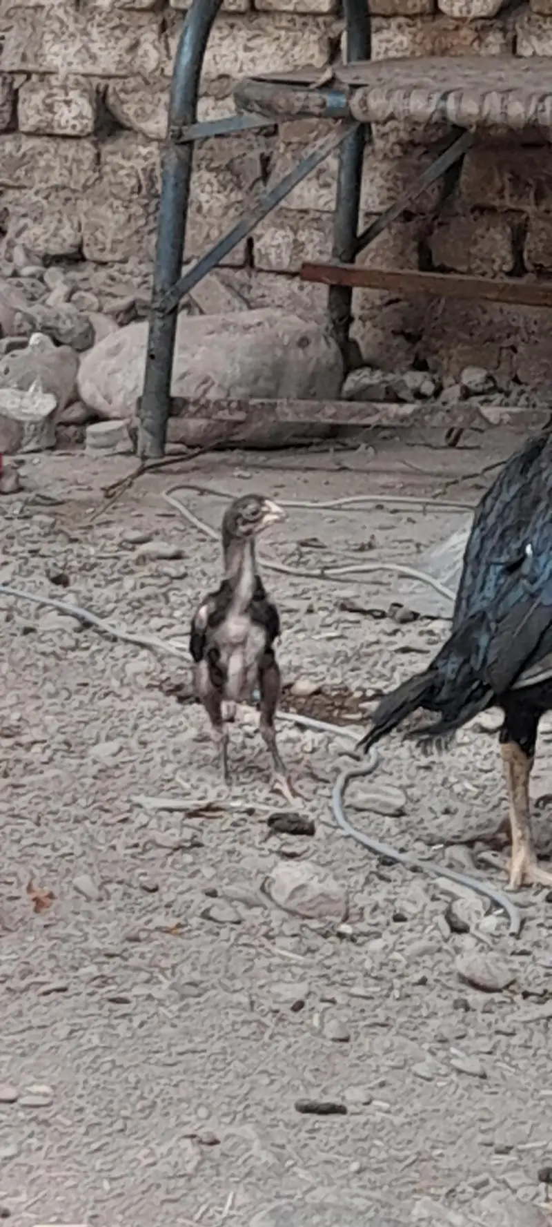 mushki madi with strong active male kid — photo 10