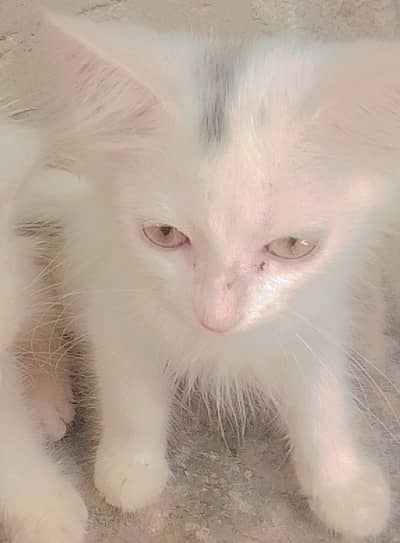 jasmine