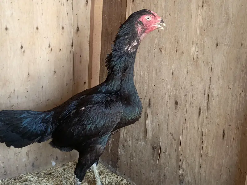 shamoo male black colour — photo 2