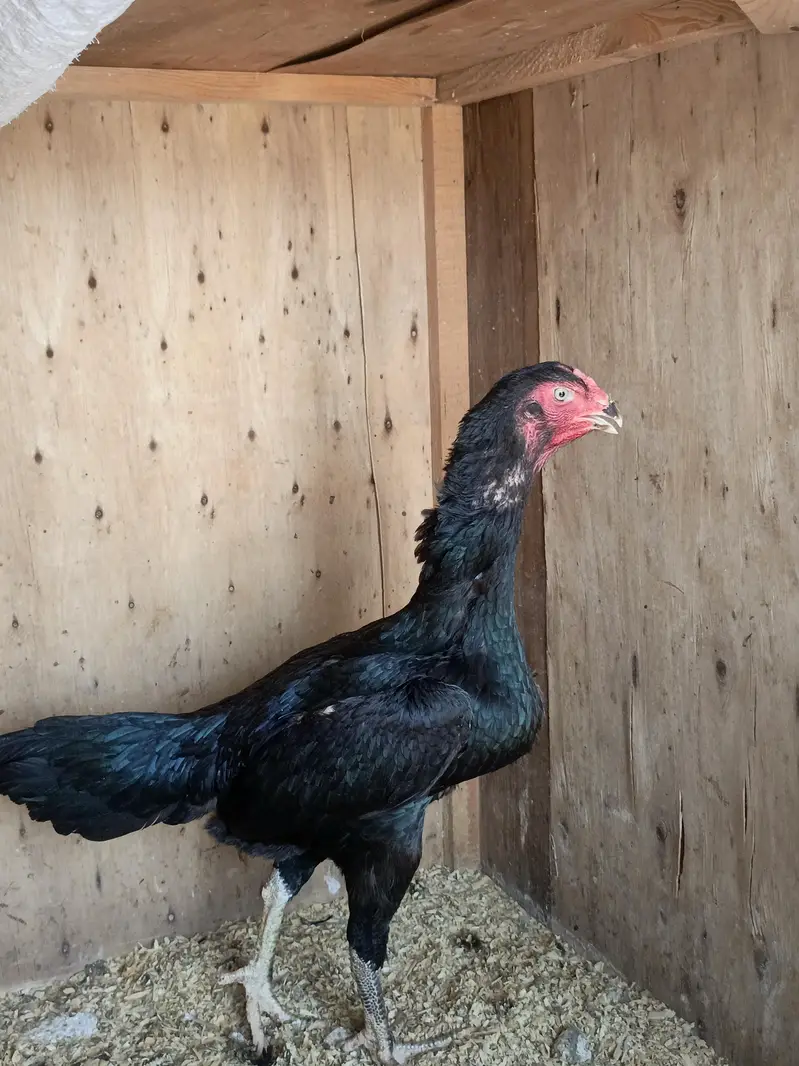 shamoo male black colour — photo 3