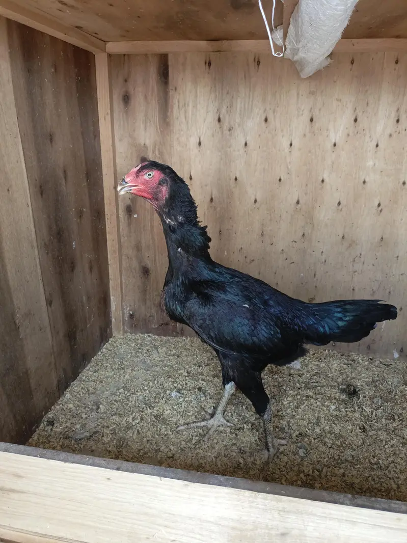 shamoo male black colour — photo 4