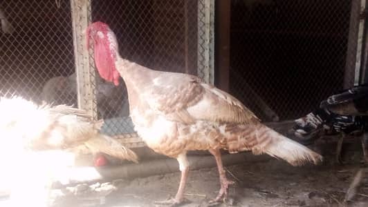 turkey hen  egg de rhe hain  0311 2712337