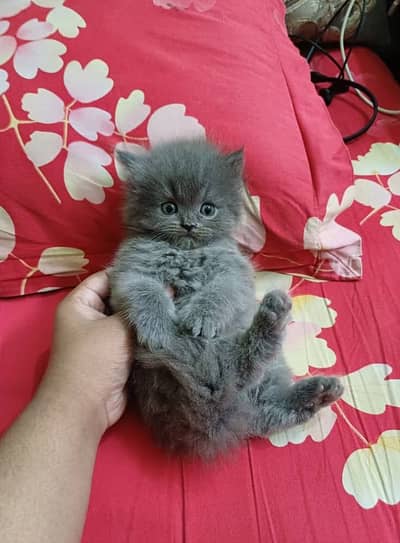 Persian beautiful  cat and kittens WhatsApp Number 03265641968