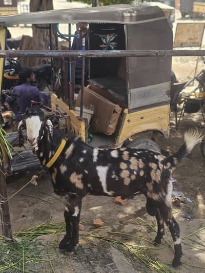Bakra  Bilkul Sehat Mand (بکرا - بالکل صحت مند)