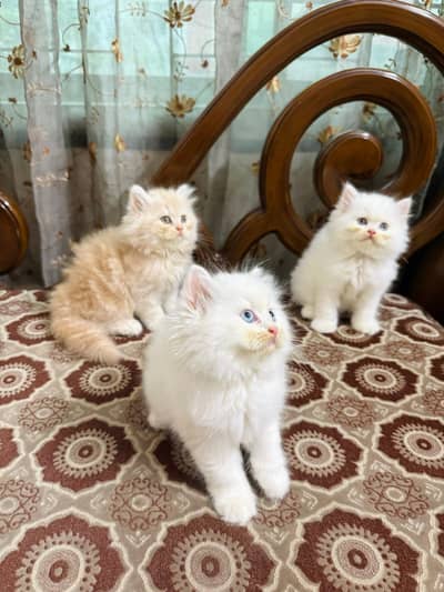 Persian beautiful  cat and kittens WhatsApp Number 03265641968