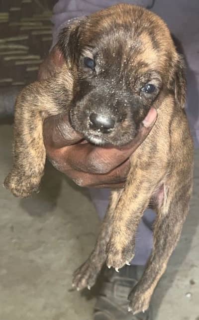 Orignal American Pitbull Puppy