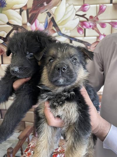 German shepherd black and Black ND ten pupies