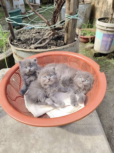 Persian beautiful  cat and kittens WhatsApp Number 03265641968