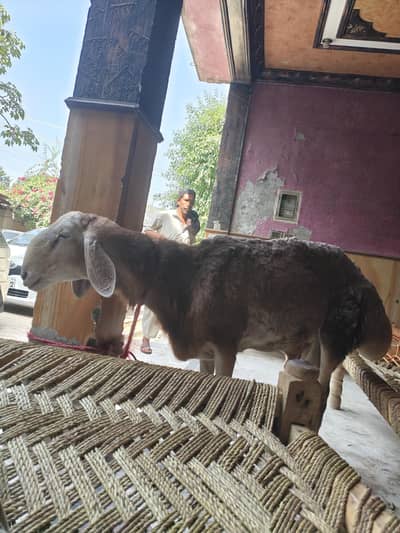dumba for sell