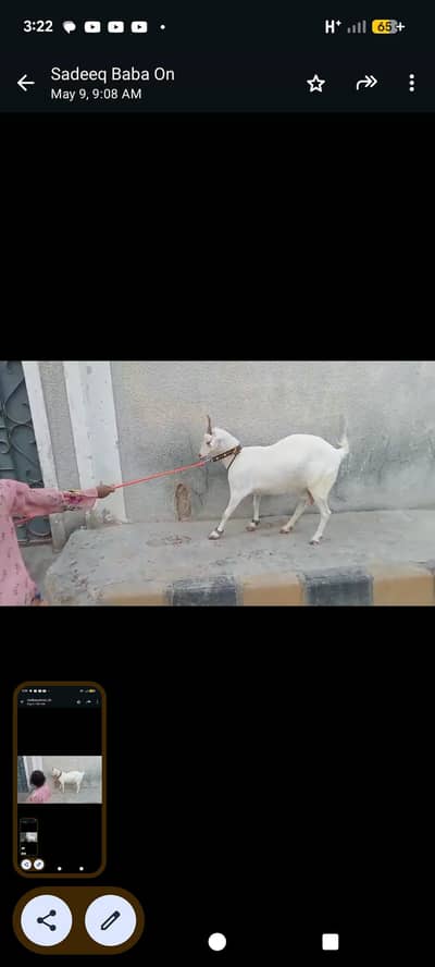 best for qurbani fresh 4 dath hay