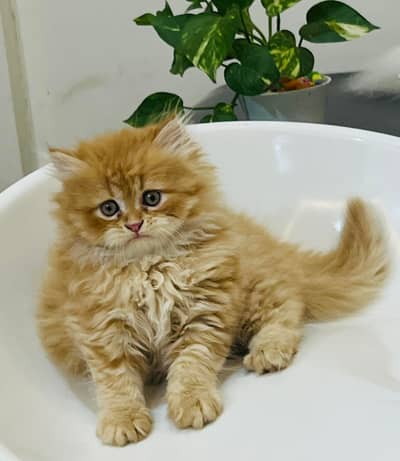 Persian beautiful  cat and kittens WhatsApp Number 03265641968