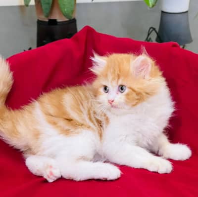 Persian beautiful  cat and kittens WhatsApp Number 03265641968