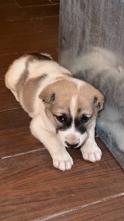 Afghan kuchi pupp