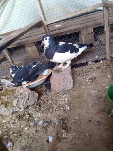Healthy breeder pigeons for sale. my WhatsApp number 03044o38142