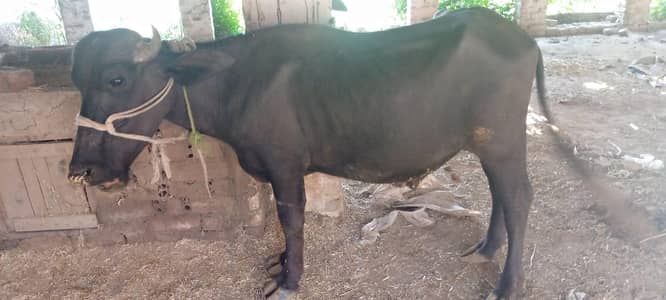 healthy and active males jori 03035846813 ghar k pale hoaypale huay.