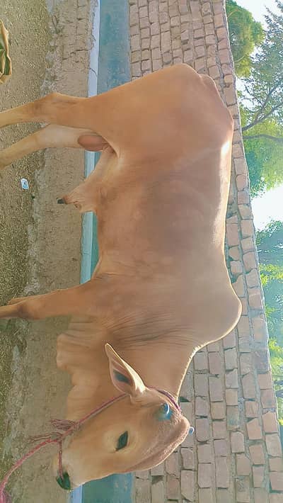 Bull for Qurbani