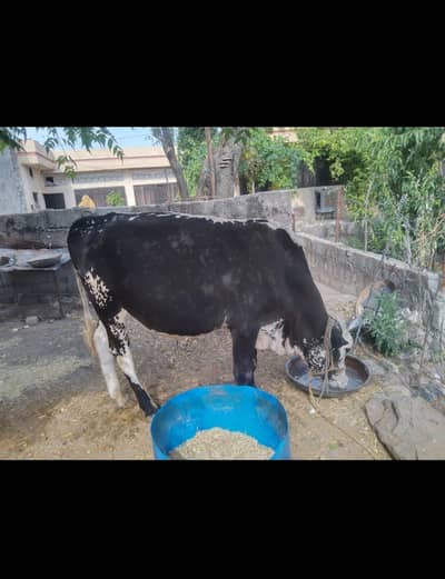 bull for urgent sale