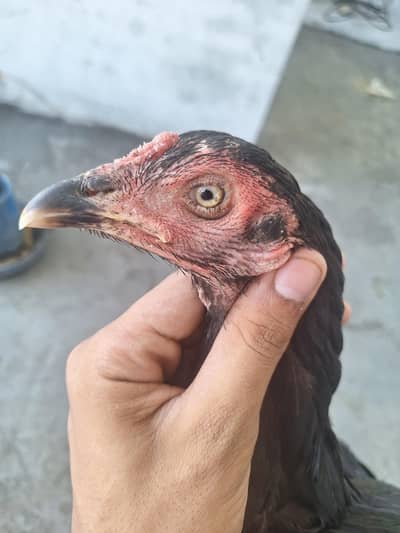 mushki madi for sale or exchange