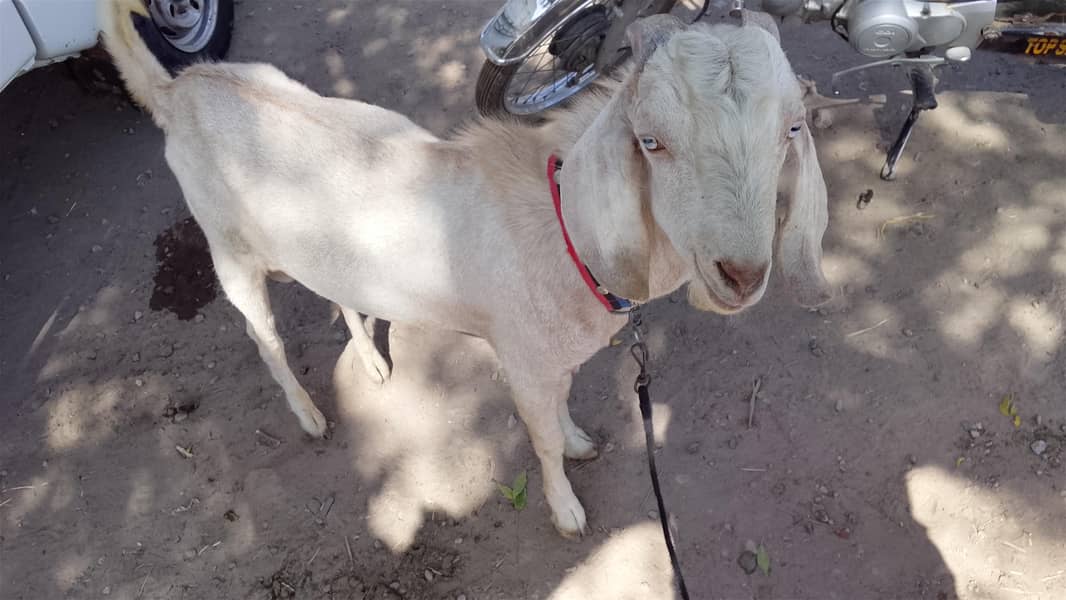 Bakra 0