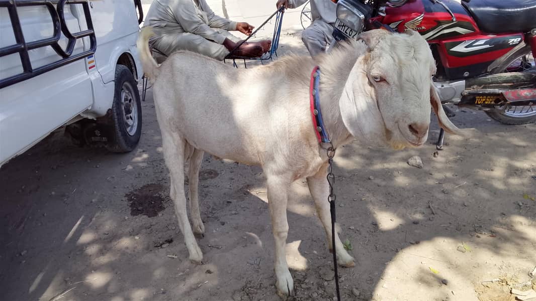 Bakra 1