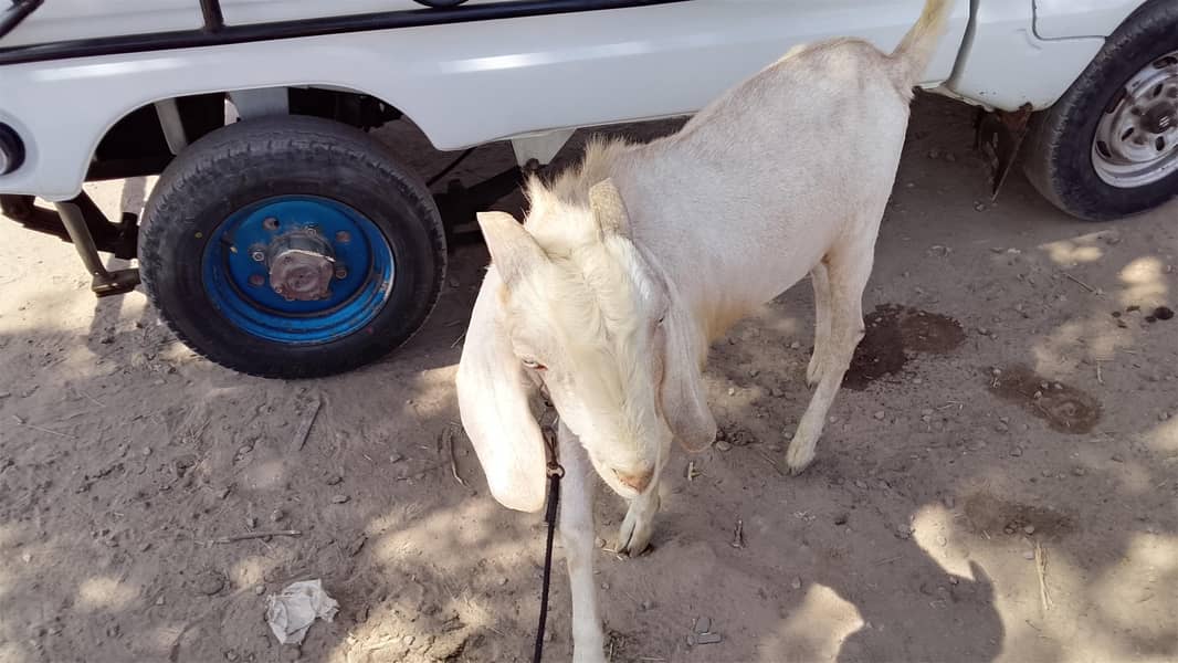 Bakra 2