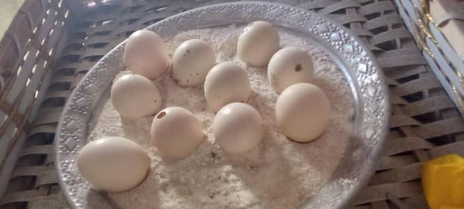piur Thai pokya eggs for sale