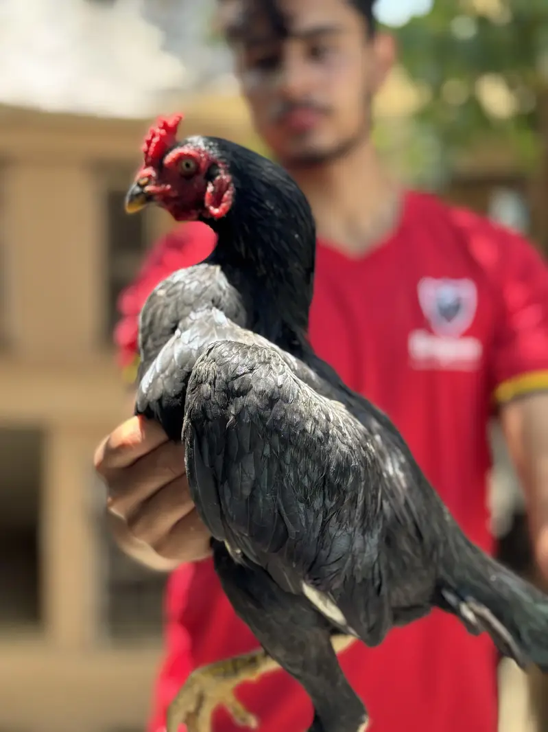 mushaqai joora — photo 3