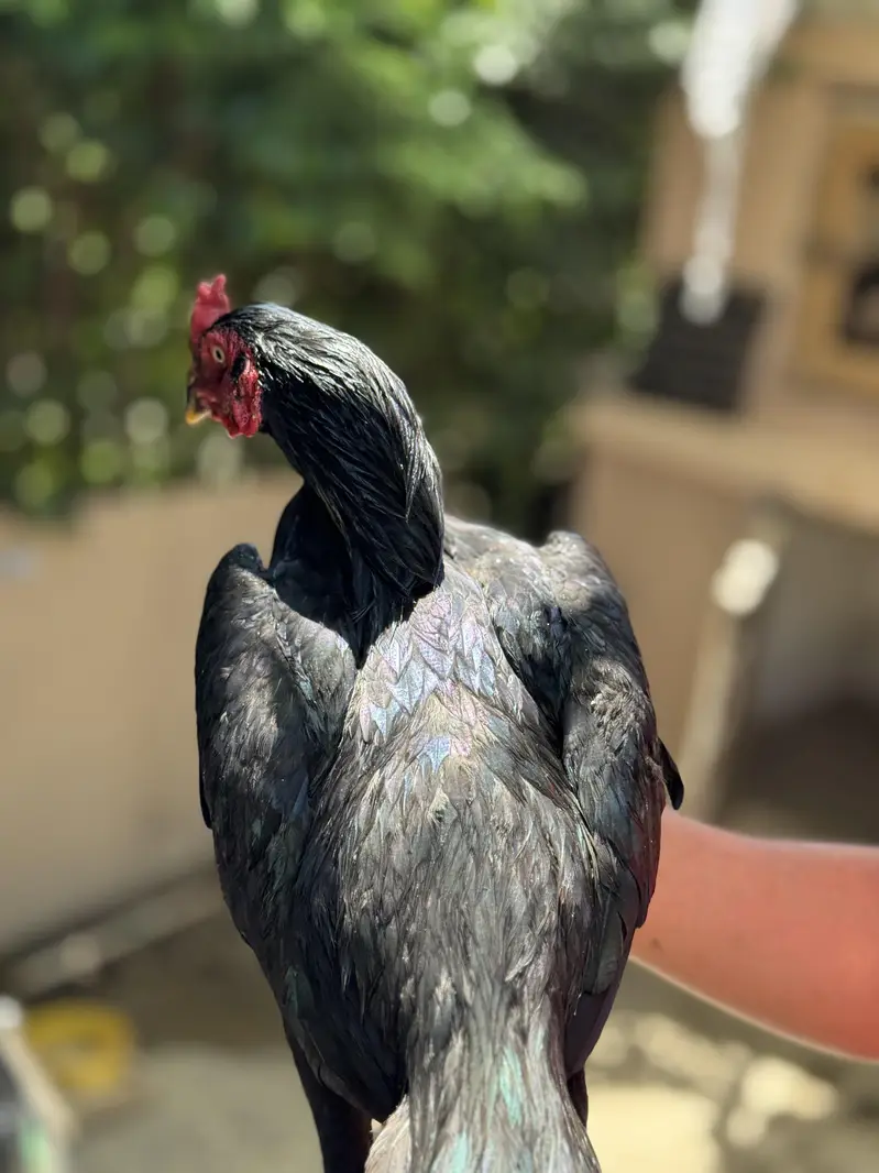 mushaqai joora — photo 7