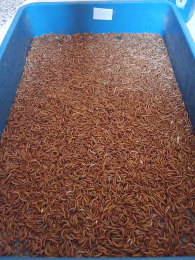 Mealworms Available For Sale