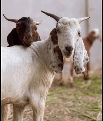 Kisi ny Qurbani krwani hai tw rabta kr Sakta hai only Bakra