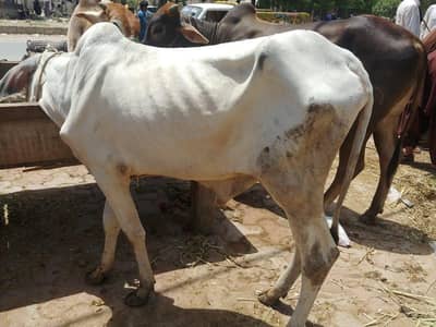 Ijtimai qurbani hissay for 2nd day