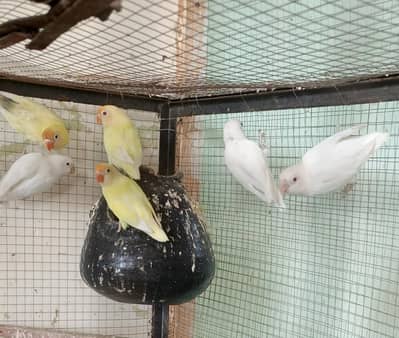 Love Bird 3 Breeder Pair for sale (12000)