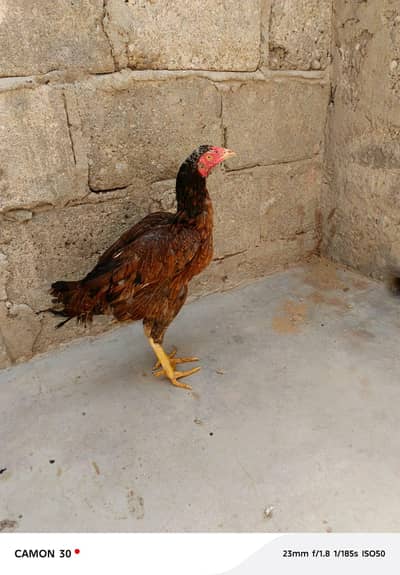 hen for sell