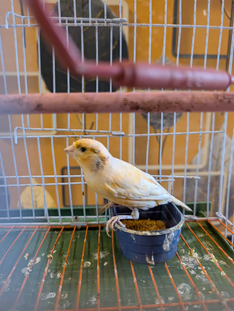 Canary 0