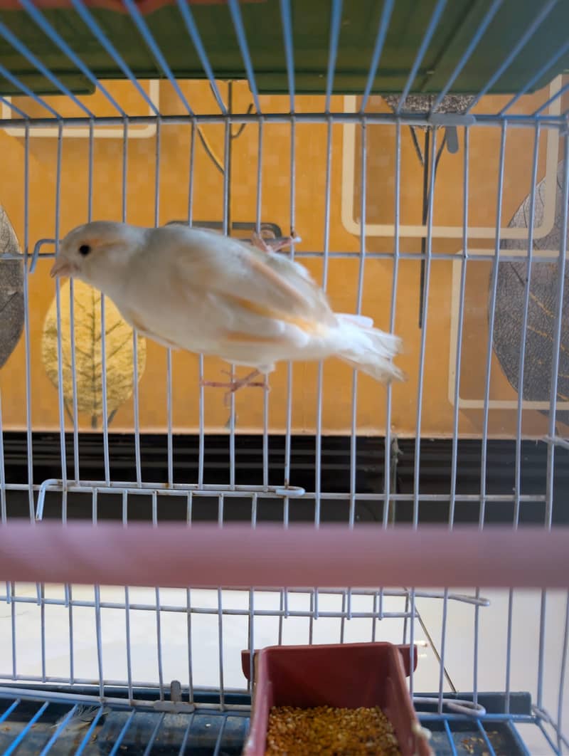 Canary 1
