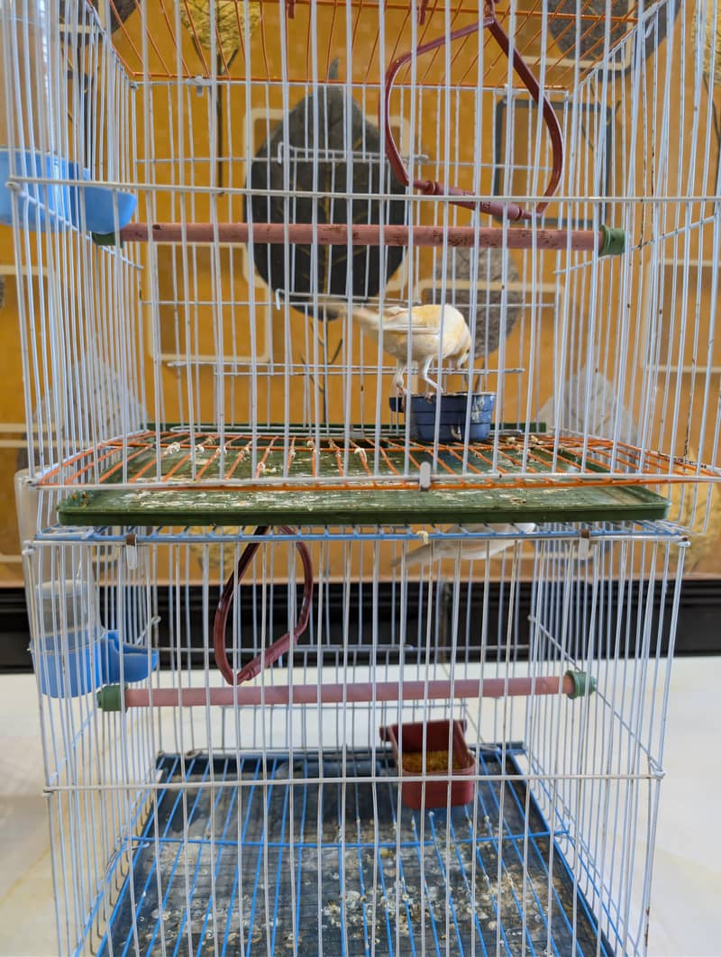 Canary 3
