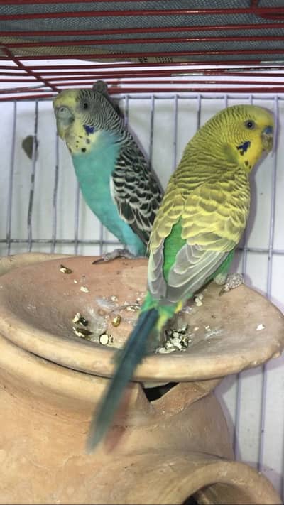 badges ( austalian parrots pair )