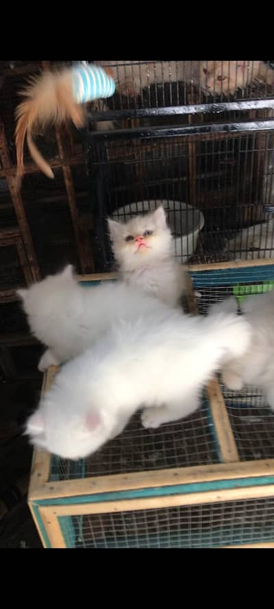 7 kittens available