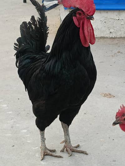 Australorp chicks and hens
