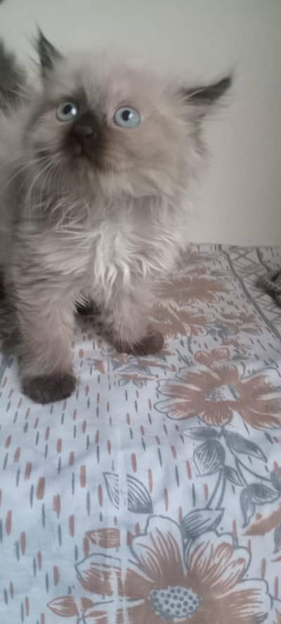 pure hamalayan kitten pair for sale