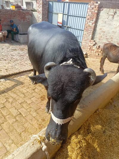 Buffalo male