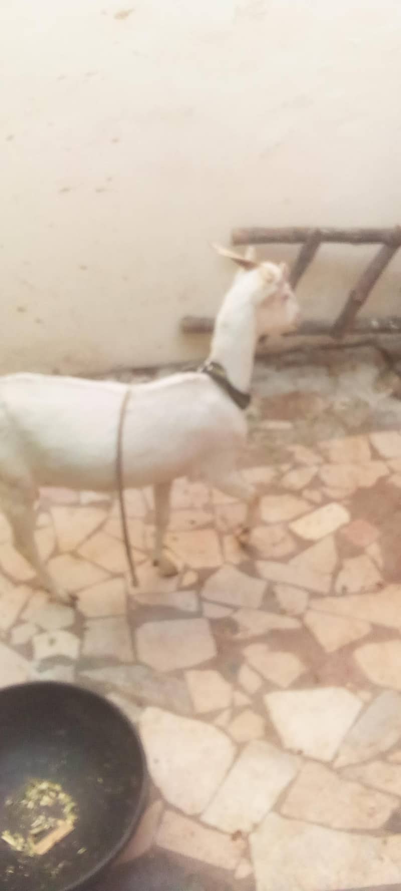 sheep bakra dumba 1