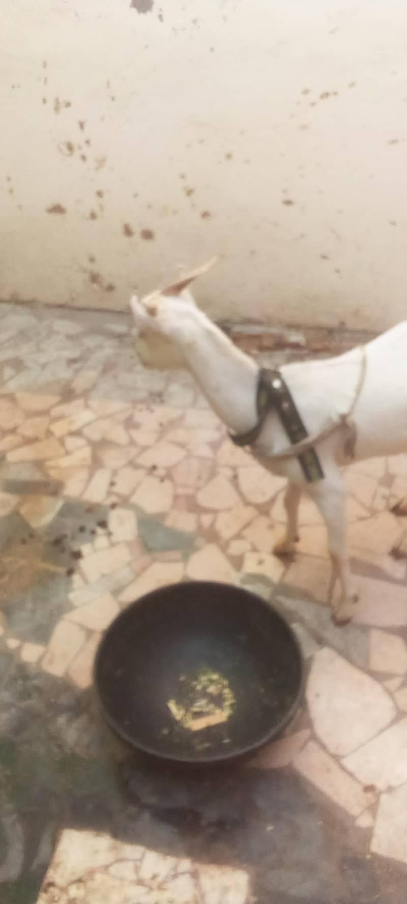 sheep bakra dumba 2