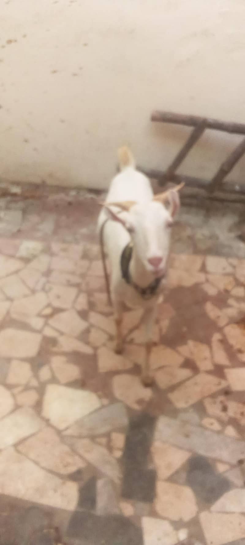 sheep bakra dumba 3