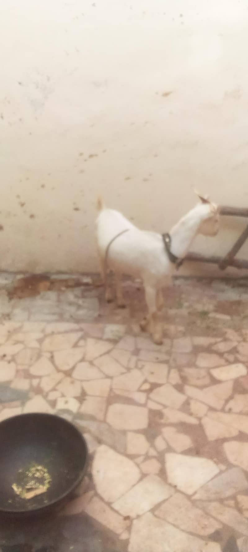 sheep bakra dumba 4