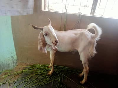 02 dant punch kya howa Bakra