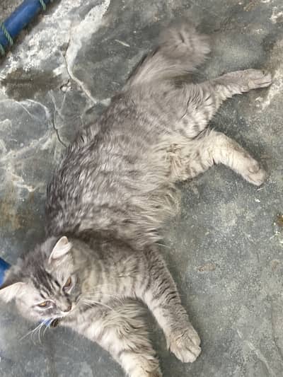 Persian cat