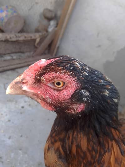 aseel female active and sharp