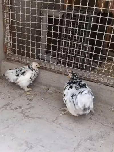 molted bantam pair